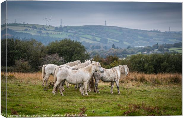 A herd of wild horses, in the Welsh landscape. Canvas Print by Gary Parker