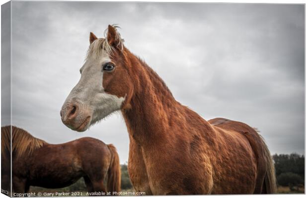 A beautiful, brown, wild horse, looking at the camera, framed against an autumn sky and landscape	 Canvas Print by Gary Parker