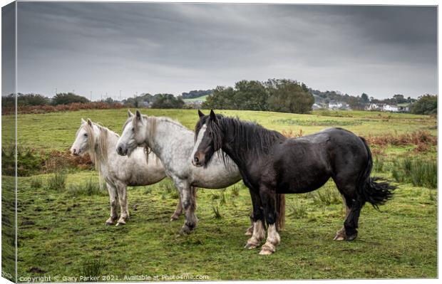 A herd of wild horses, in the Welsh landscape. It is autumn and the sky is cloudy	 Canvas Print by Gary Parker
