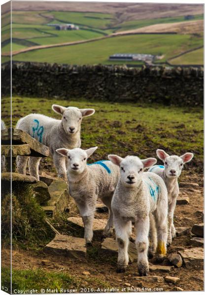 Curious Lambs Canvas Print by Mark S Rosser