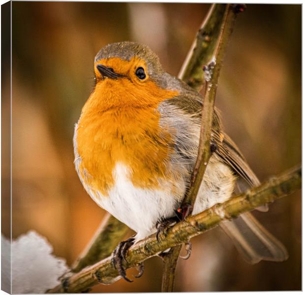 Robin Canvas Print by Mark S Rosser