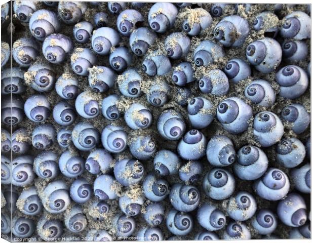 Blue Sea Shells Canvas Print by George Haddad