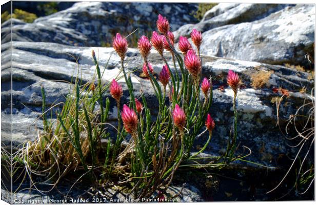 Wild flowers on Table Mountain, cape Town. Canvas Print by George Haddad