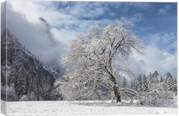 oak tree with snow Canvas Print by jonathan nguyen