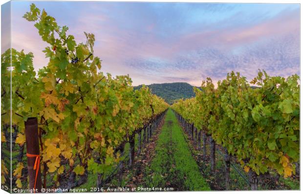 Vineyard In The Fall Canvas Print by jonathan nguyen