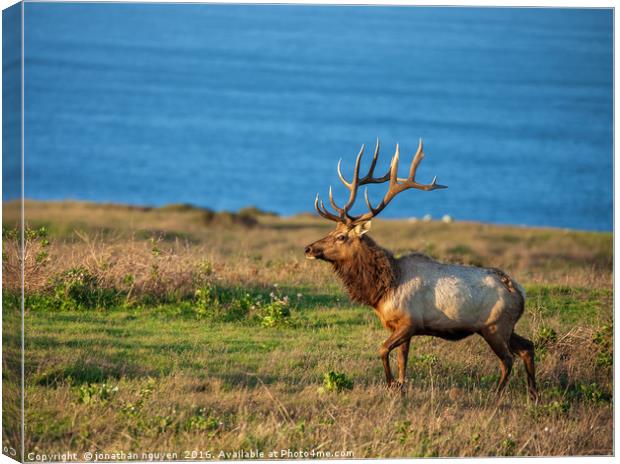 Tule Elk 2 Canvas Print by jonathan nguyen