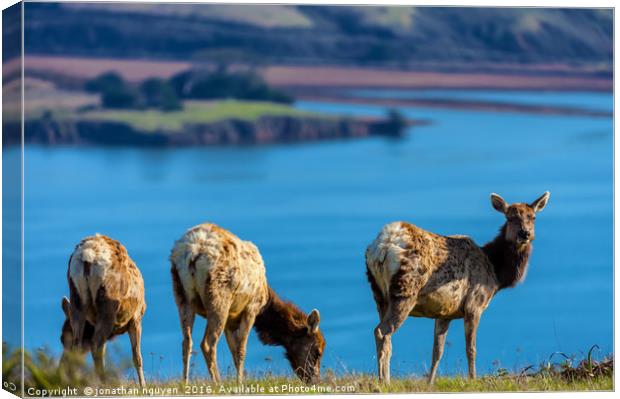 Three Lady Elks Canvas Print by jonathan nguyen