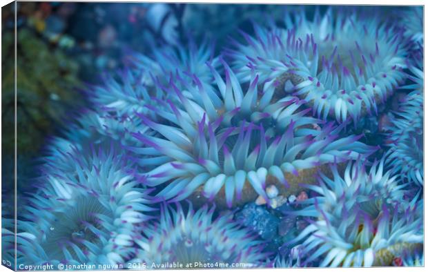 Flowers Of The Sea Canvas Print by jonathan nguyen