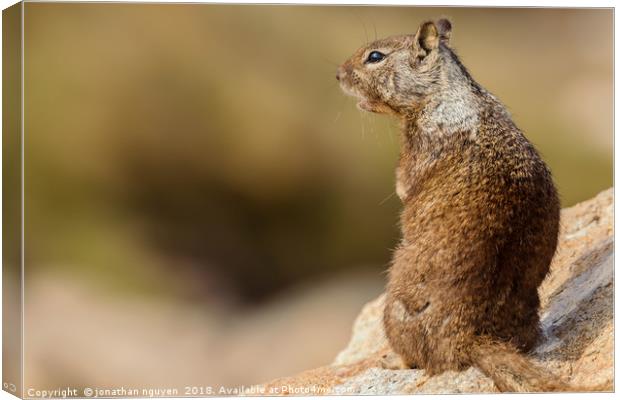 Ground Squirrel Canvas Print by jonathan nguyen