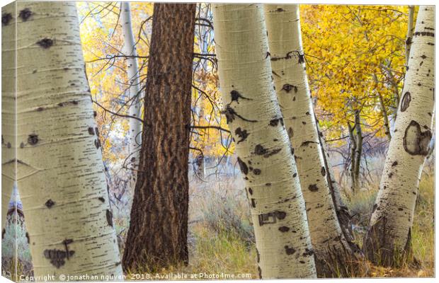 Aspens and Redwood Canvas Print by jonathan nguyen