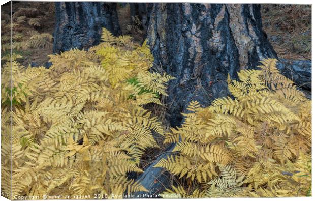Ferns Canvas Print by jonathan nguyen