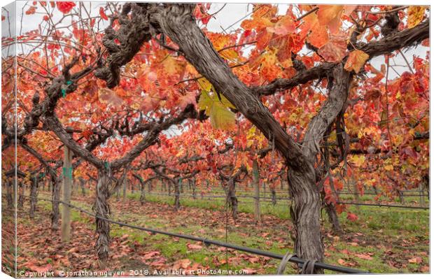 Vines in Autumn Canvas Print by jonathan nguyen