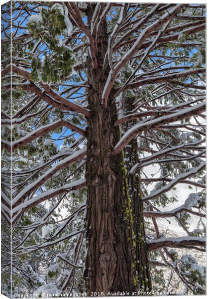 Pine in Winter Canvas Print by jonathan nguyen