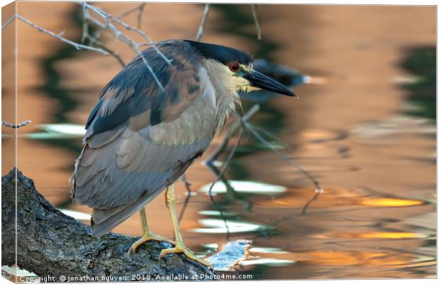 Portrait of a black-crowned night heron Canvas Print by jonathan nguyen