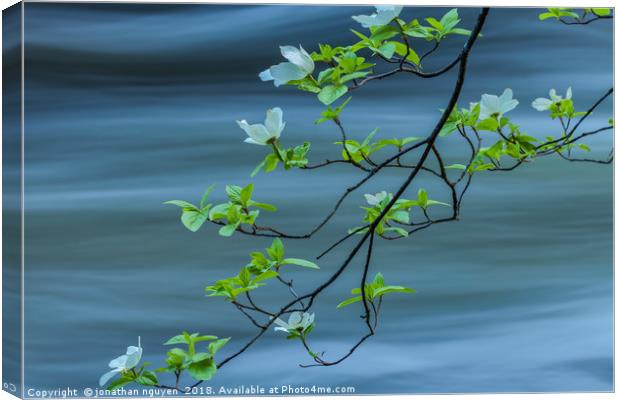 dogwoods against current  Canvas Print by jonathan nguyen