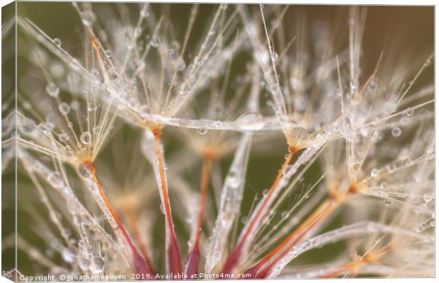 Dandelion with Dew Canvas Print by jonathan nguyen