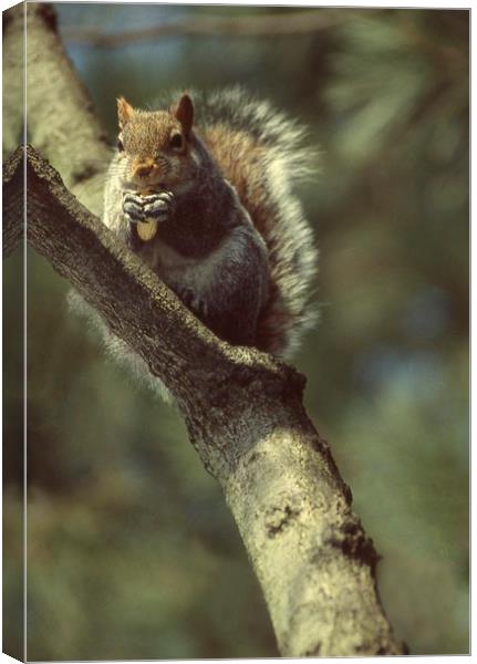 Squirrel on a branch, High Park, Toronto, Ca Canvas Print by Alfredo Bustos