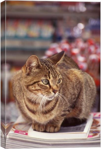 Tabby cat looking left Canvas Print by Alfredo Bustos