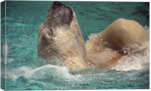 Polar bear, Backstroke, Metro Toronto Zoo Canvas Print by Alfredo Bustos