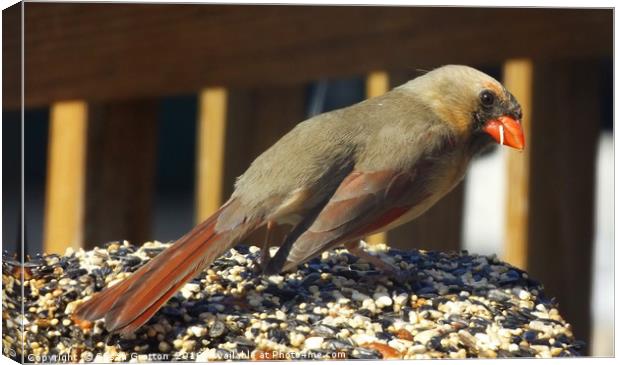 Female Cardinal Canvas Print by Susan Gratton