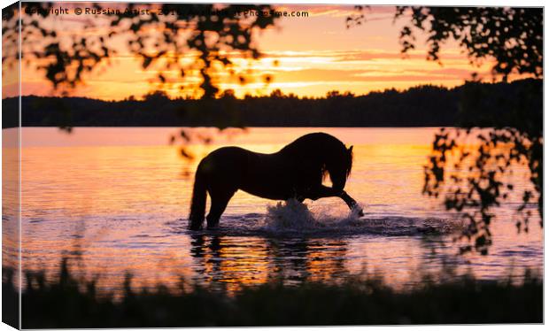 Black Horse Bathing in Sunset River  Canvas Print by Russian Artist 