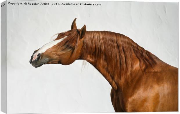 Portrait of Chestnut Horse Canvas Print by Russian Artist 