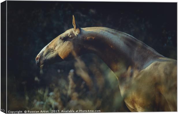 Portrait of Akhalteke Horse Canvas Print by Russian Artist 