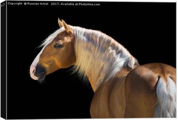Palomino Canvas Print by Russian Artist 