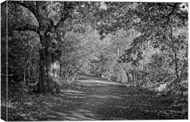 Autumn in Darley Park, Derby Canvas Print by Rob Cole