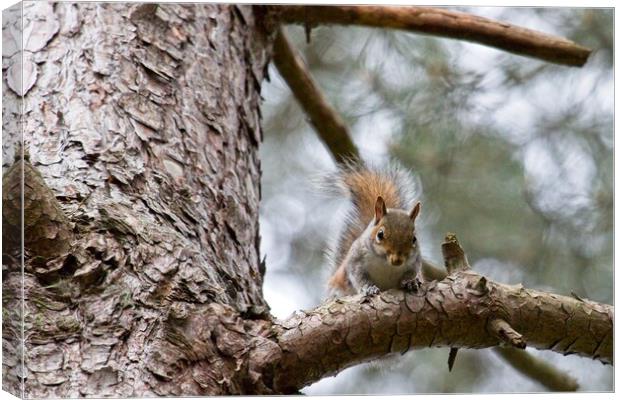 Grey Squirrel, Sciurus carolinensis Canvas Print by Rob Cole