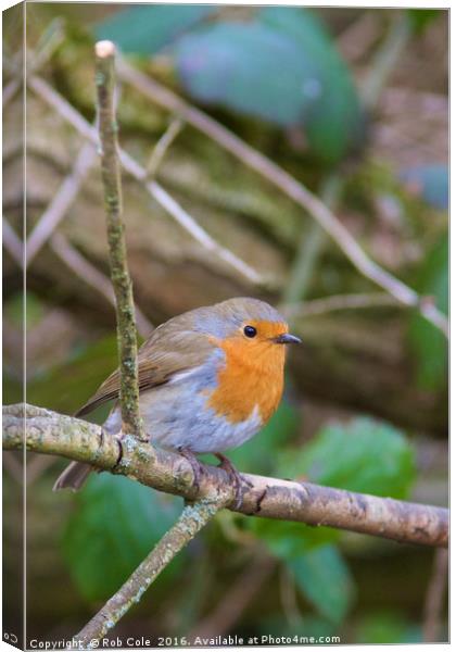 Majestic Robin in British Countryside Canvas Print by Rob Cole