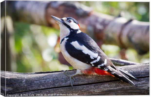 Great Spotted Woodpecker (Dendrocopos major) Canvas Print by Rob Cole