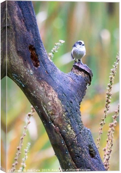 Long Tailed Tit (Aegithalos caudatus) Canvas Print by Rob Cole