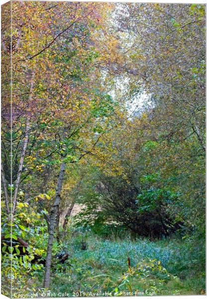 Autumnal Leaf Colours in Woodland Trees Canvas Print by Rob Cole