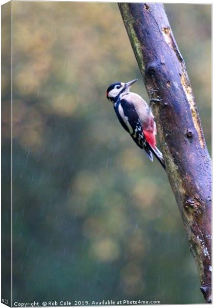 Great Spotted Woodpecker (Dendrocopos major) Canvas Print by Rob Cole
