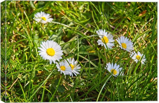 Daisies In Green Grass Canvas Print by Rob Cole