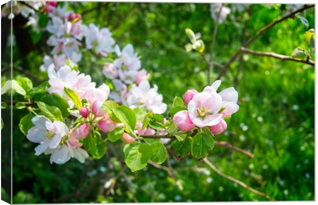 Beautiful Spring Blossom Canvas Print by Rob Cole