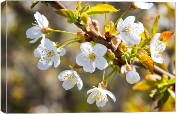 Beautiful Spring Blossom Canvas Print by Rob Cole