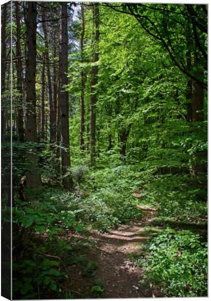 Beamish Woodland Pathway Canvas Print by Rob Cole