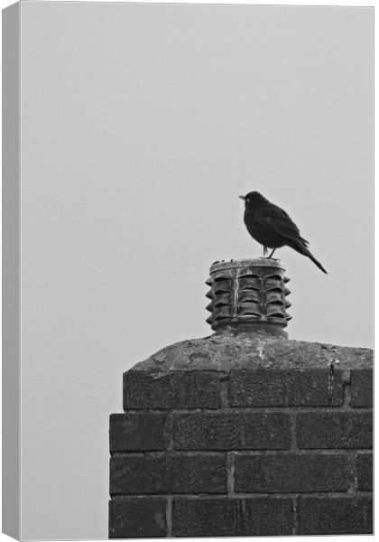 Blackbird, Terdus merula, on a Chimney Top Canvas Print by Rob Cole