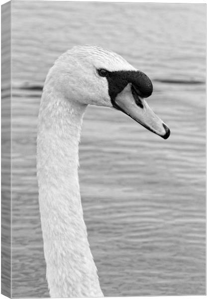 Majestic Mute Swan Portrait Canvas Print by Rob Cole