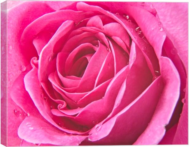 Raindrops on Pink Rose Petals Canvas Print by Rob Cole