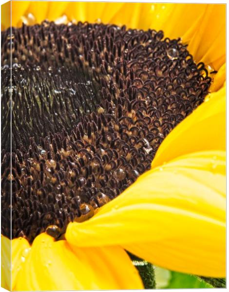Yellow Sunflower Head Canvas Print by Rob Cole