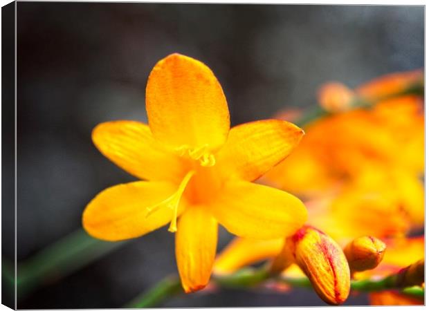 Yellow Iris Montbretia Flower Canvas Print by Rob Cole