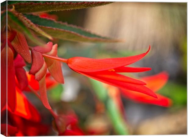 Bright Red Begonia Flower Canvas Print by Rob Cole