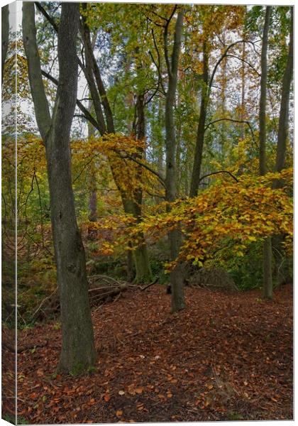 Autumn in Thornley Woods Canvas Print by Rob Cole
