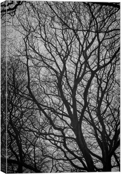 Naked Tree Canvas Print by Rob Cole