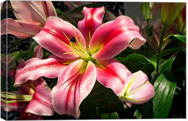 Lily Flower in Bloom Canvas Print by Rob Cole