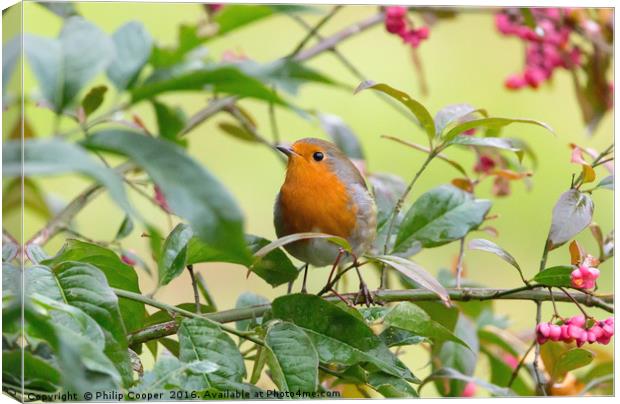 Robin Canvas Print by Philip Cooper