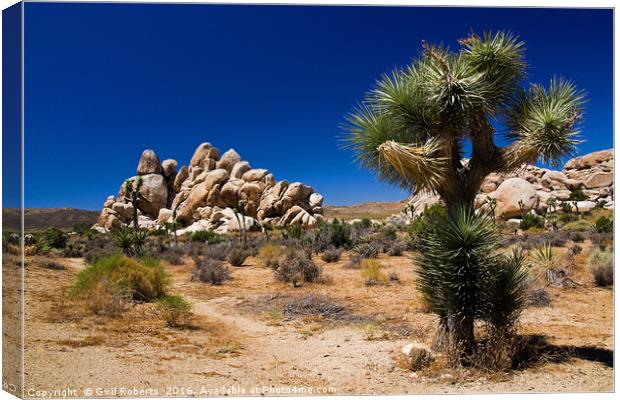 Joshua Tree National park, USA Canvas Print by Gwil Roberts